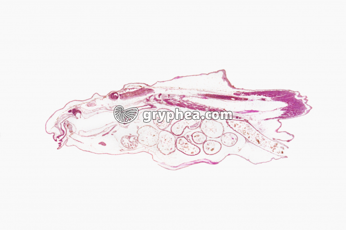 Embryon de Grenouille CL x4 - gryphea.com